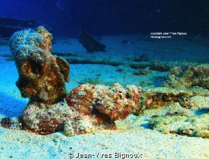 Stonefish Mauritius (Synanceia verrucosa)(,this one was q... by Jean-Yves Bignoux 